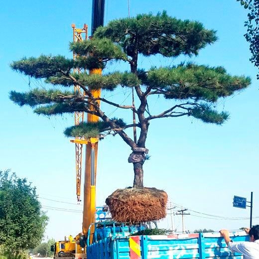 發(fā)貨現(xiàn)場(chǎng)