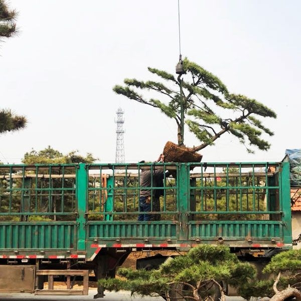 發(fā)貨現(xiàn)場(chǎng)