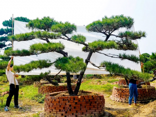 培育造型黑松的技巧有很多，你都知道有哪些？